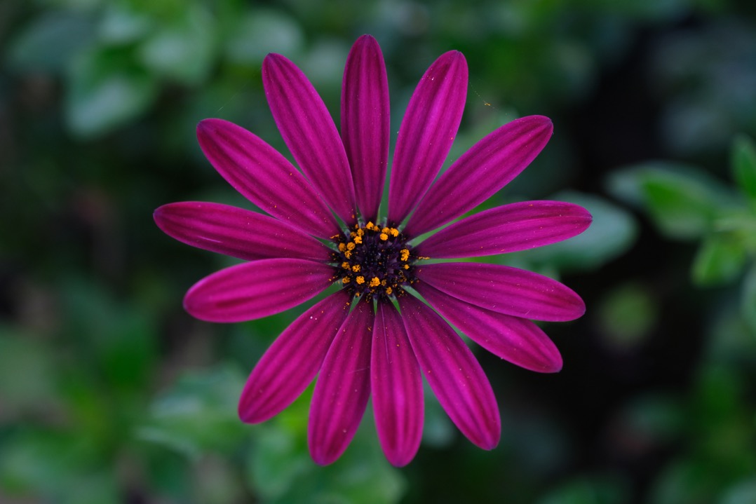 fujifilm x t4 sample image 7