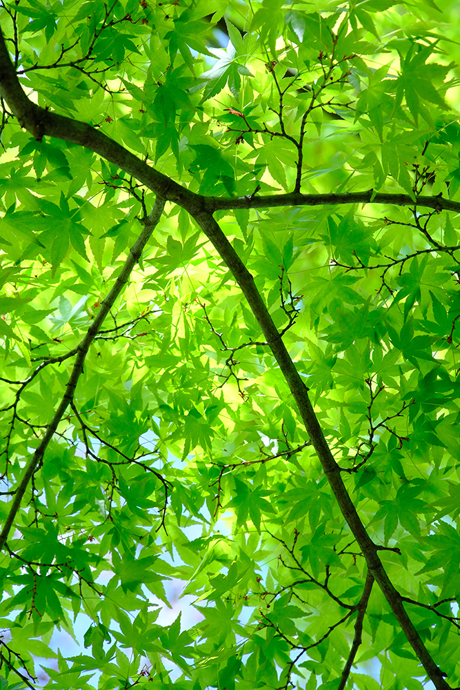 fujifilm x t4 sample image 7